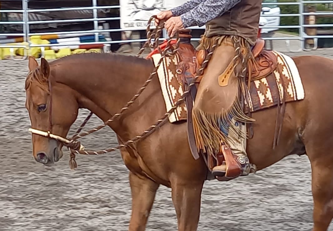 Klicken für Kurse "Cowboy's way" 2025